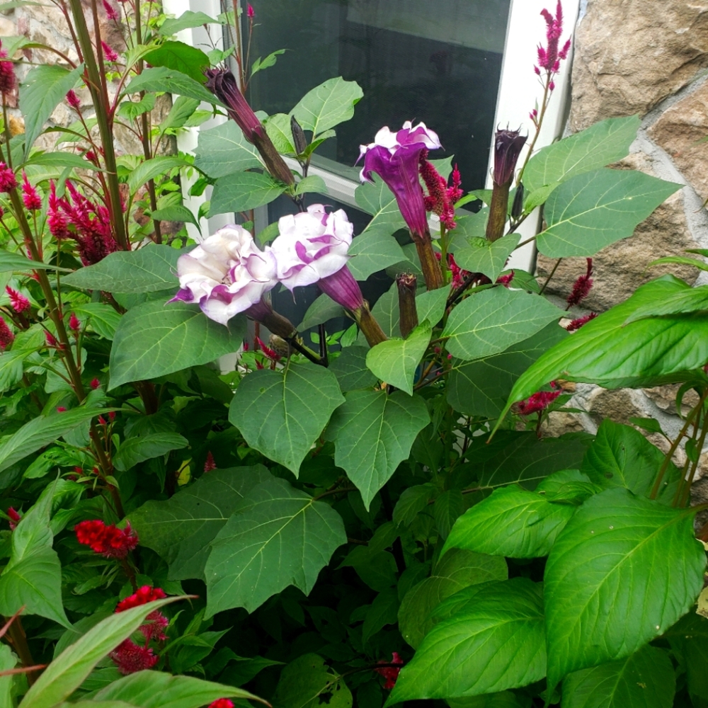 Double Purple Angel Trumpet, 40seeds